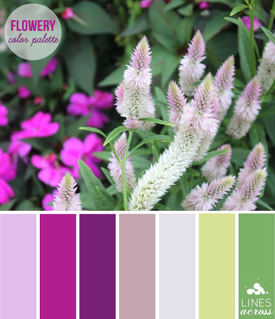 Flowery Fuchsia Color Palette Lines Across