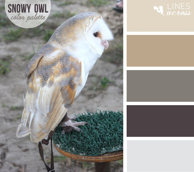 Snowy Owl Color Palette Lines Across